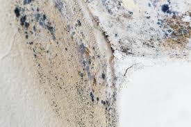 Why You Should Choose Our Mold Remediation Services in Swarthmore, PA